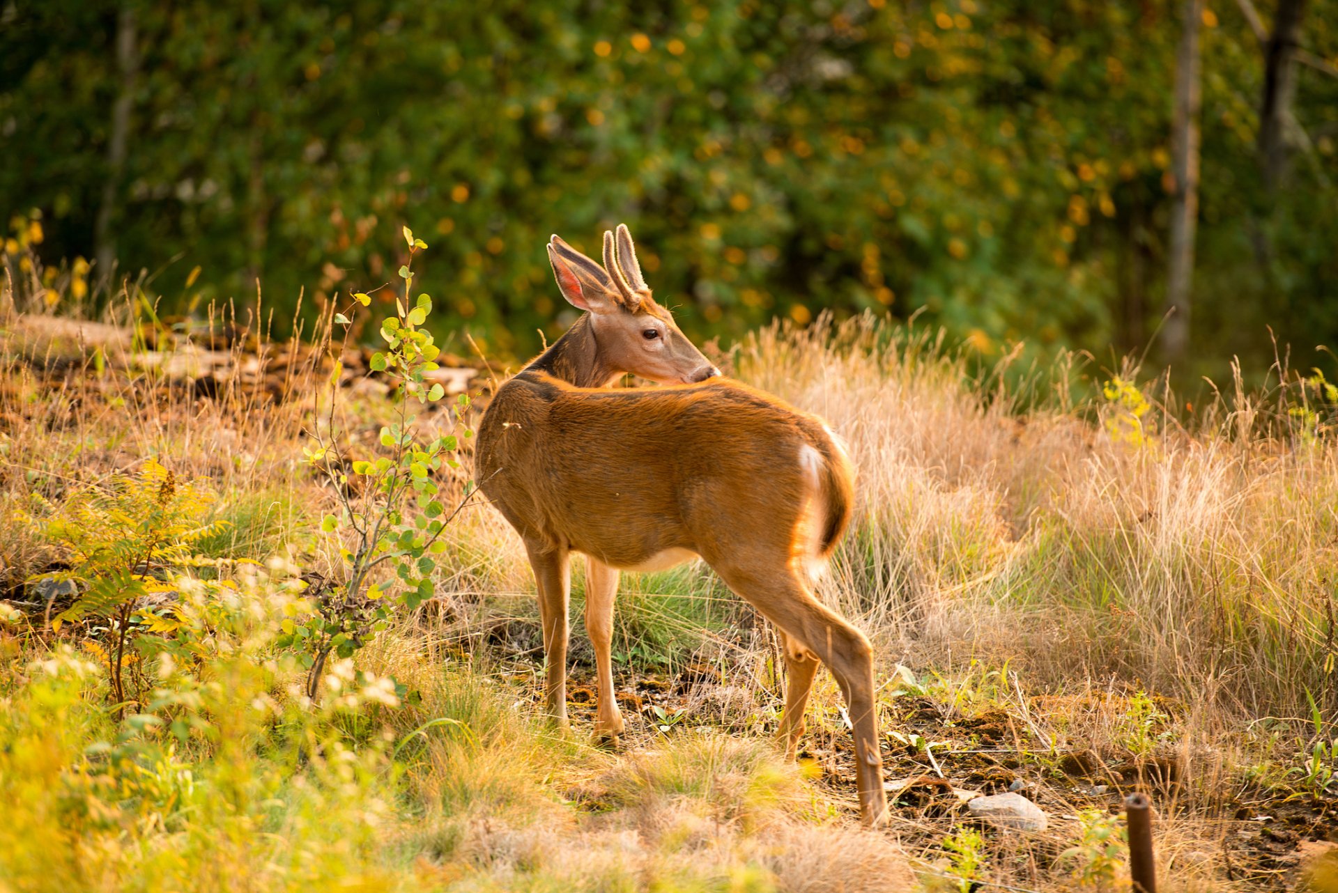 HD desktop wallpaper featuring a deer standing in a sunlit grassy forest clearing surrounded by green foliage.
