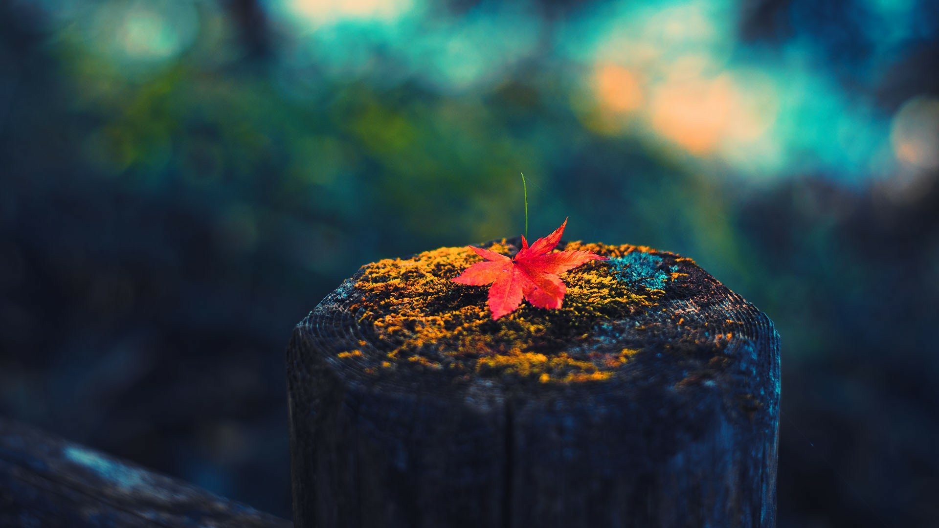 HD PC desktop wallpaper showing a vibrant red maple leaf resting on a moss-covered tree stump in a softly blurred fall nature setting.