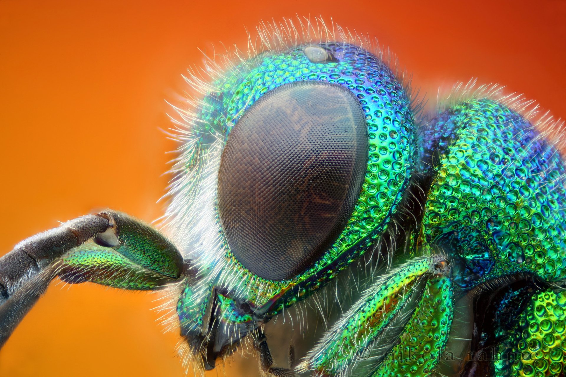 Download Macro Animal Wasp HD Wallpaper by Nikola Rahme