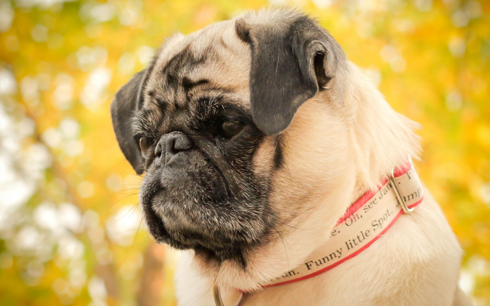 Adorable Pug HD Wallpaper: A Charming Canine Companion | 2880x1800 ...