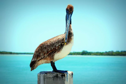 HD PC desktop wallpaper featuring a close-up of a pelican standing on a post against a calm blue water background under a clear sky.