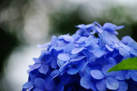 A close-up of vibrant blue hydrangea flowers against a blurred background, showcasing their delicate petals. This high-definition image enhances any desktop wallpaper or background.