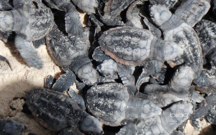 HD PC desktop wallpaper showing a close-up of numerous baby turtles clustered together on sandy ground.