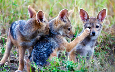Three baby jackals interact closely in a natural grassy setting, captured in high definition as an animal-themed PC desktop wallpaper.
