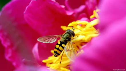 bee Animal hoverfly HD Desktop Wallpaper | Background Image