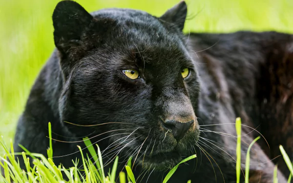 HD wallpaper of a black panther lying in green grass, displaying intense yellow eyes and a focused expression.