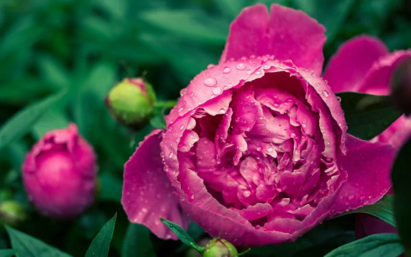 Vibrant pink flower with water droplets surrounded by green foliage, captured in high definition for a nature-themed PC desktop wallpaper.