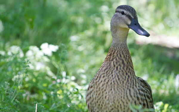 HD desktop wallpaper featuring a close-up of a goose standing amidst green grass and foliage.