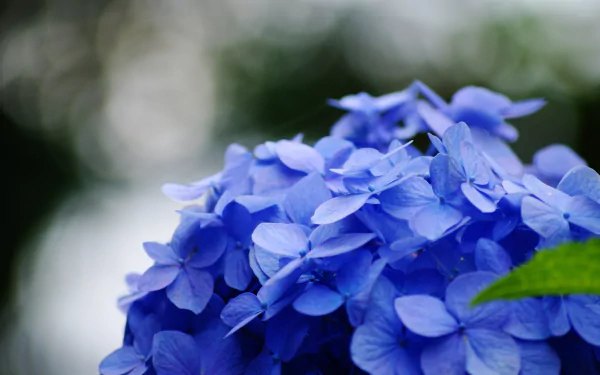A close-up of vibrant blue hydrangea flowers against a blurred background, showcasing their delicate petals. This high-definition image enhances any desktop wallpaper or background.