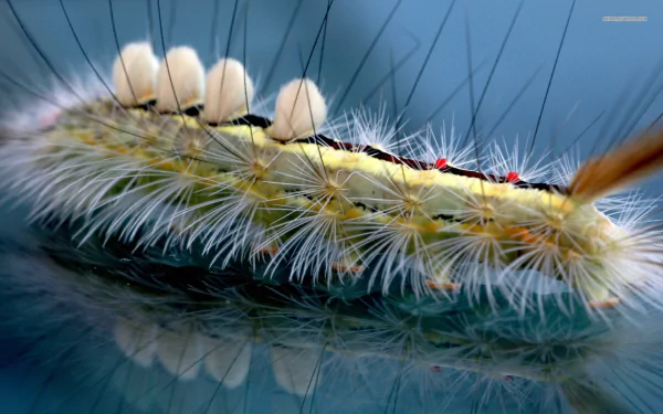 Animal caterpillar HD Desktop Wallpaper | Background Image