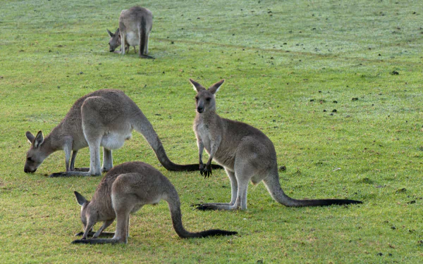 A serene scene featuring kangaroos grazing on lush green grass, captured as a high-definition desktop wallpaper, showcasing the beauty of Australian wildlife.