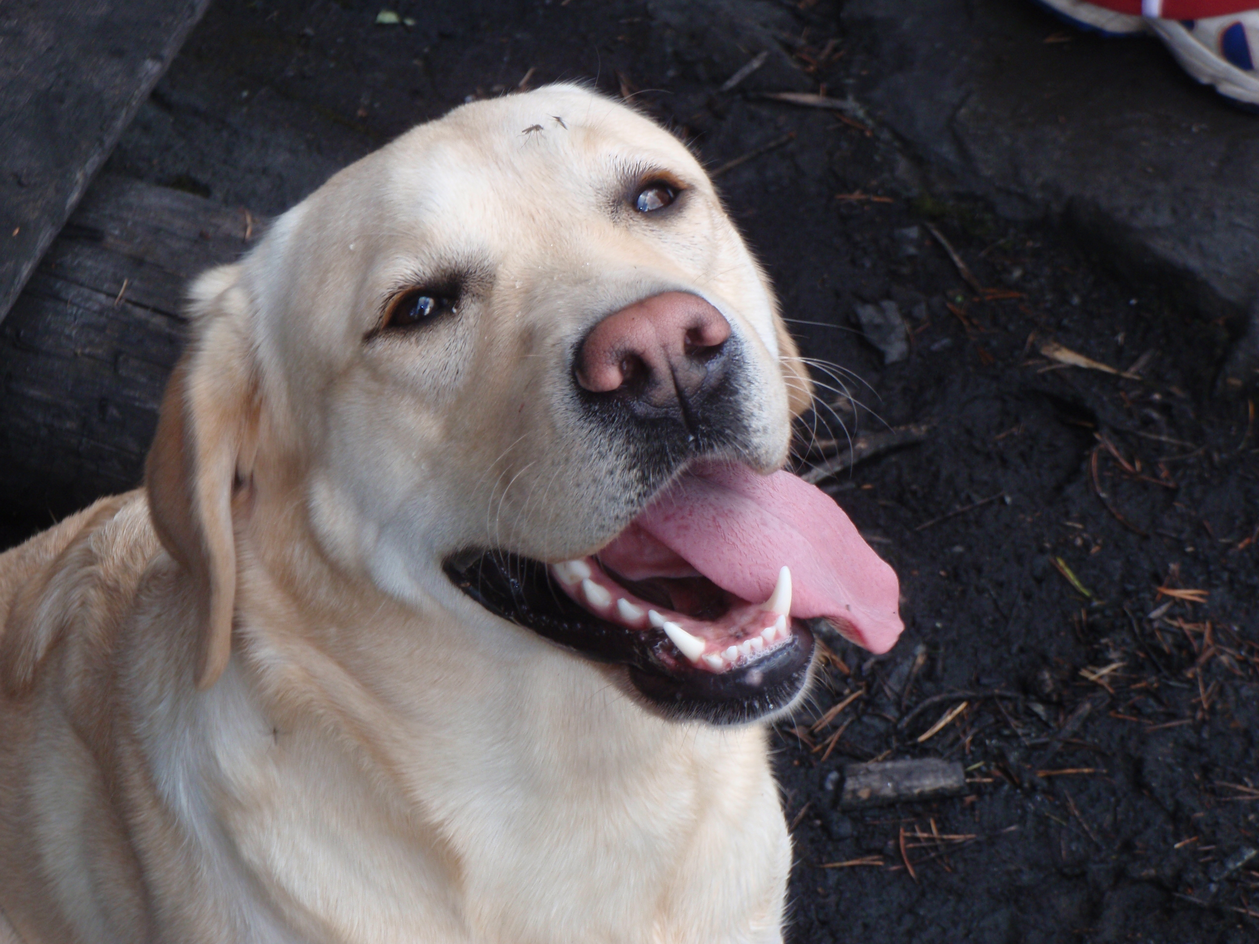 Labrador Retriever HD Wallpaper | Background Image | 2560x1920 | ID