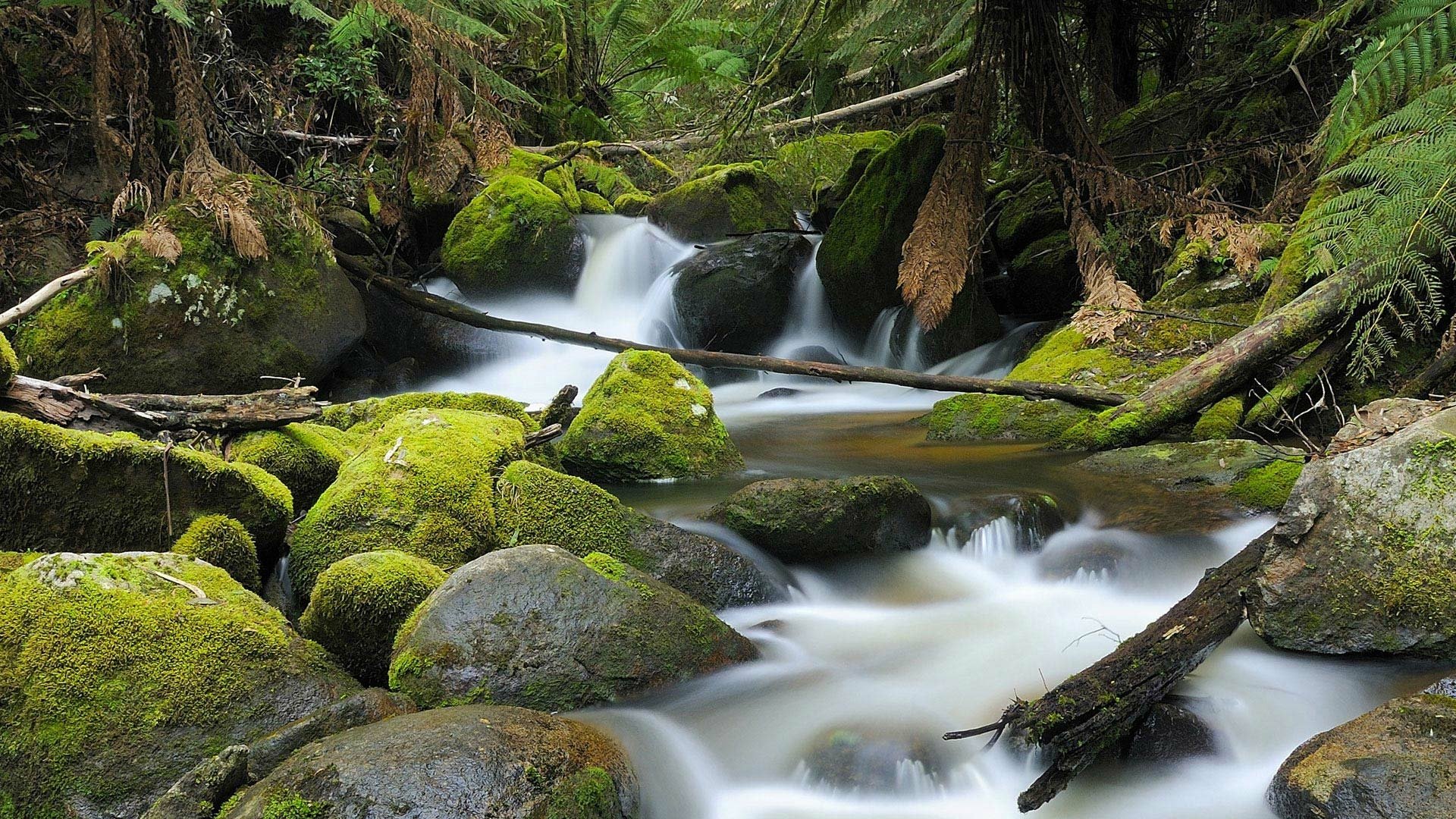 HD PC desktop wallpaper: Australian forest stream with moss-covered boulders, fallen logs and clear flowing water — tranquil nature background.