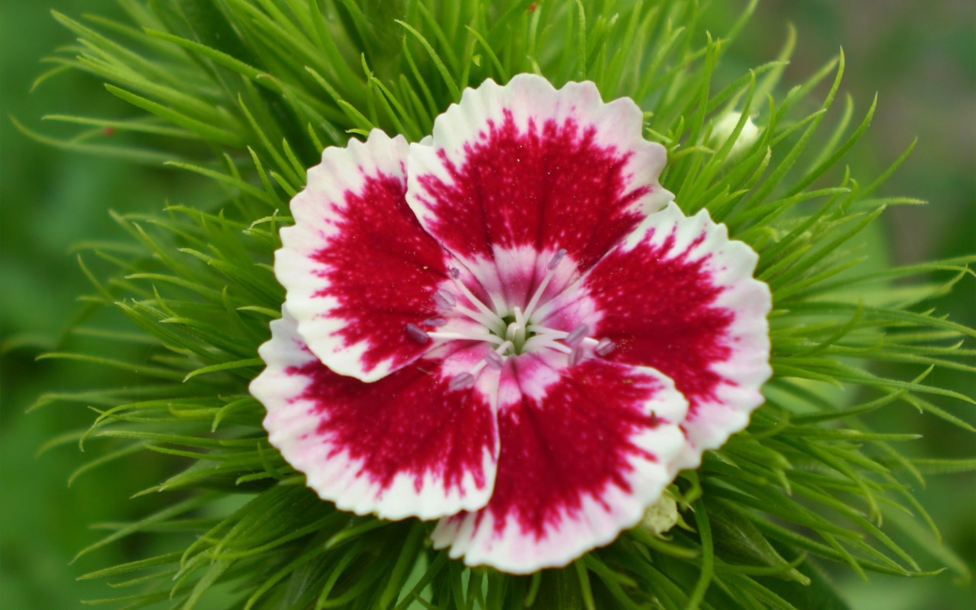 Download Nature Flower HD Wallpaper