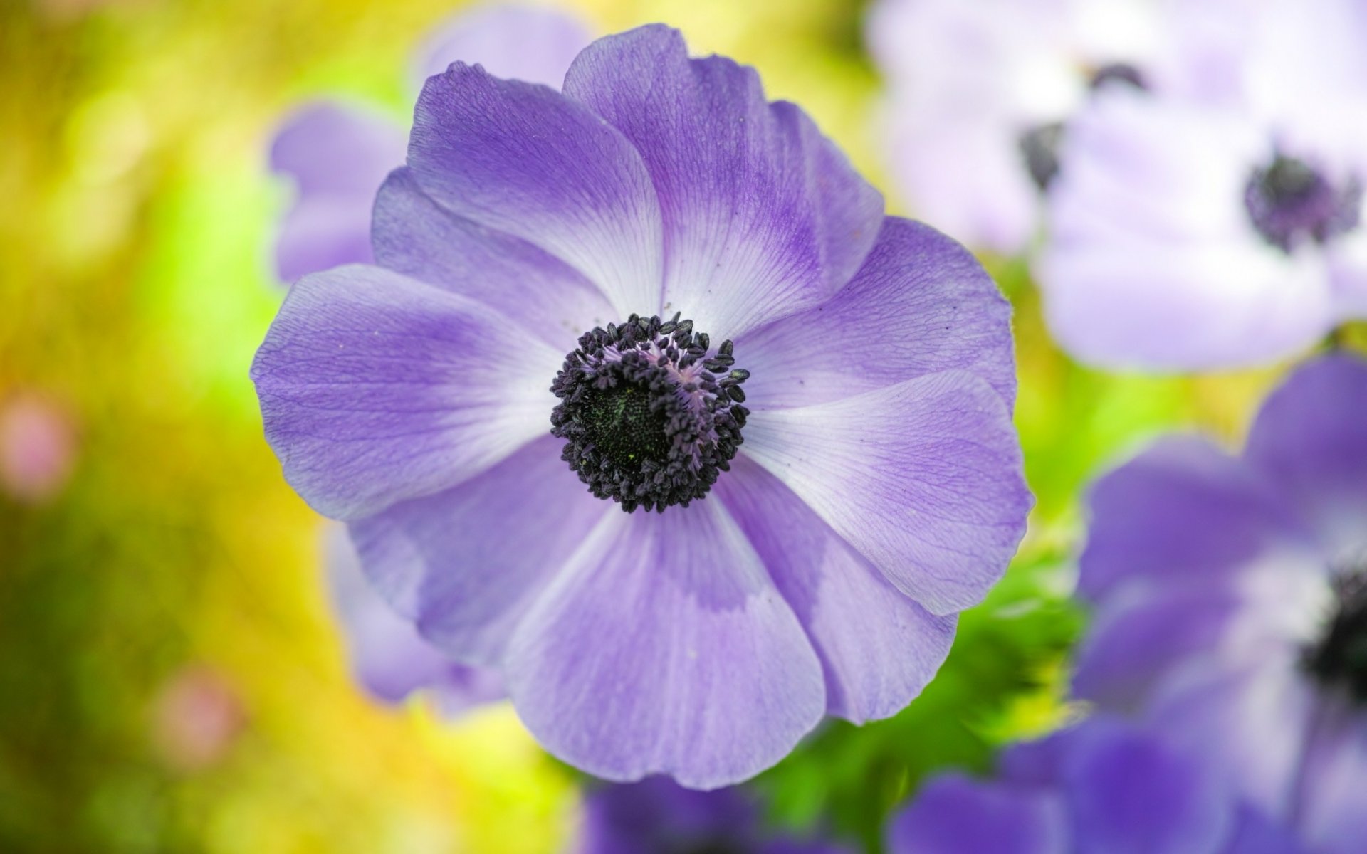 Close-up of a lilac anemone blossom with soft green bokeh, a vivid nature scene — 2K Quad HD PC desktop wallpaper and background.