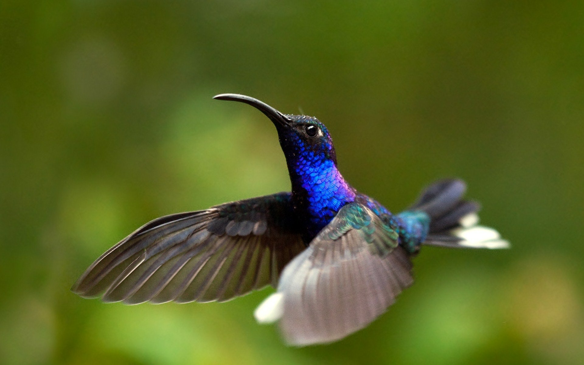 Stunning HD Hummingbird in Flight – Vibrant Animal Beauty Wallpaper ...