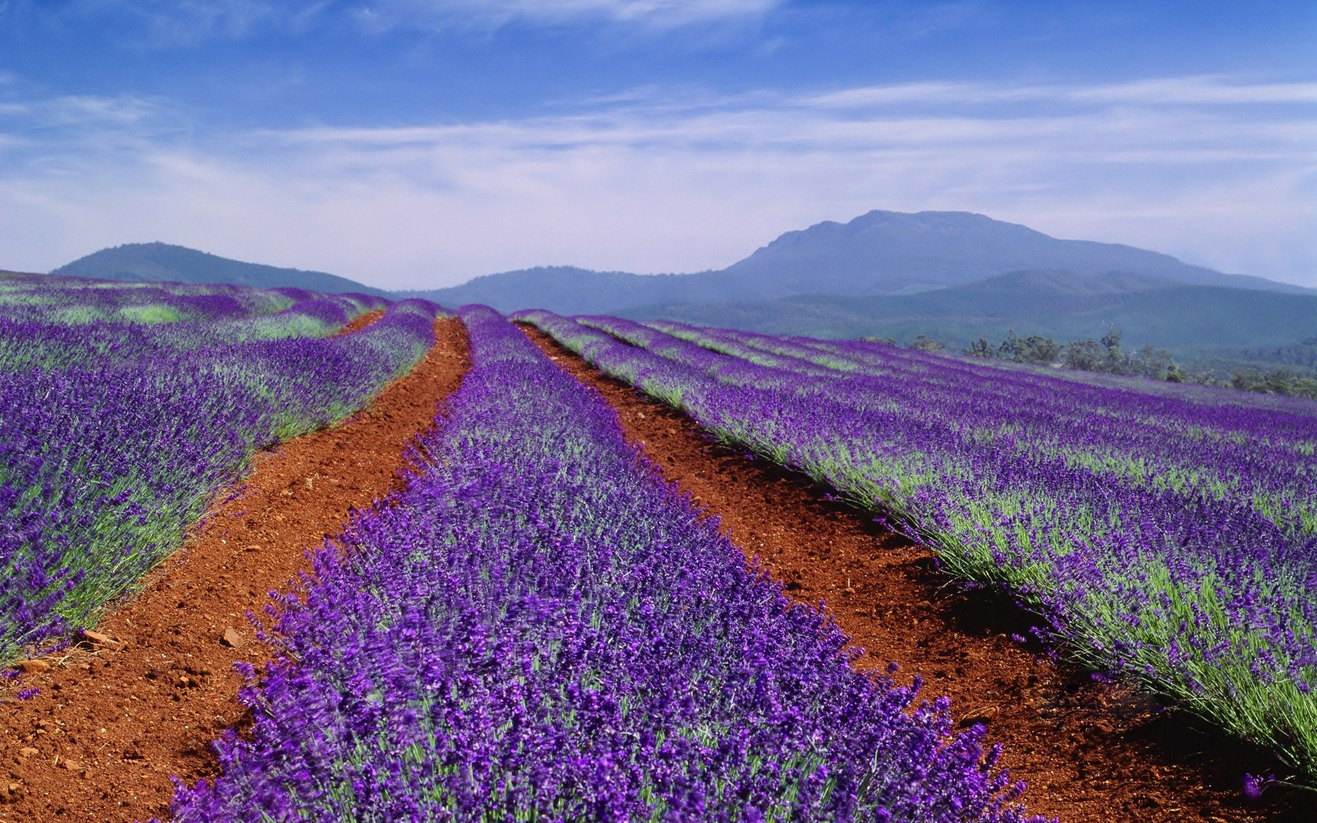 HD nature desktop wallpaper featuring vibrant purple lavender fields stretching toward distant mountains under a bright blue sky.