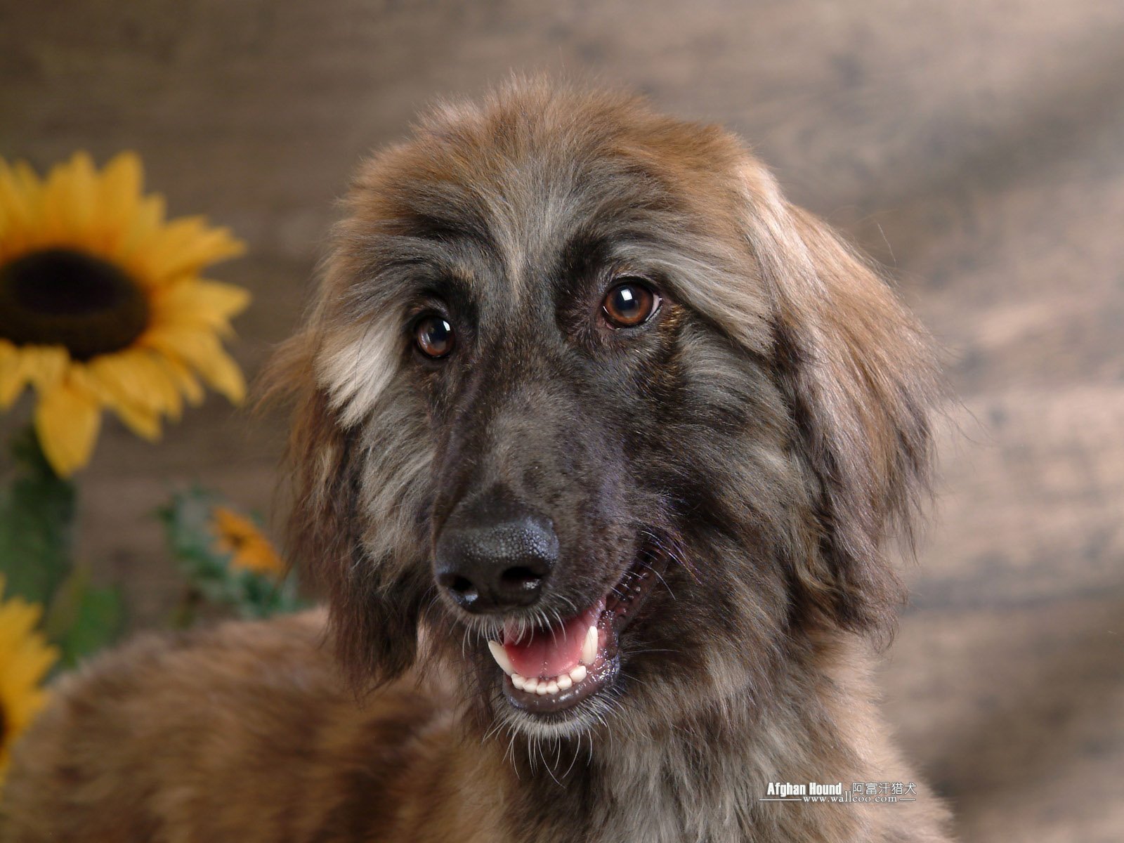 Download Dog Animal Afghan Hound Wallpaper