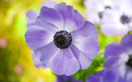 Close-up of a lilac anemone blossom with soft green bokeh, a vivid nature scene — 2K Quad HD PC desktop wallpaper and background.