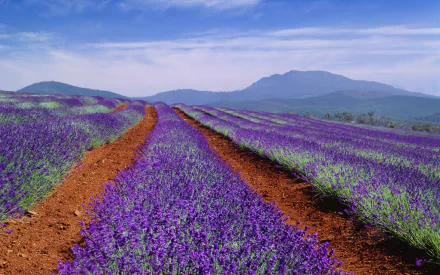 HD nature desktop wallpaper featuring vibrant purple lavender fields stretching toward distant mountains under a bright blue sky.