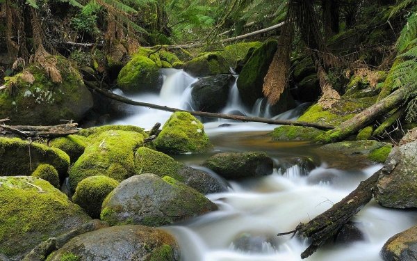Nature Stream Australia Water Forest HD Wallpaper | Background Image