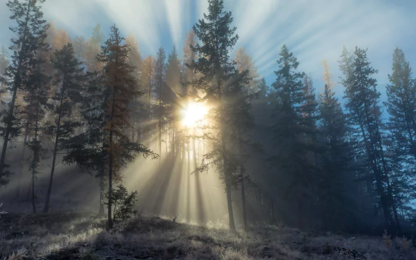 HD wallpaper of sunbeams piercing through the mist and trees in a serene forest, creating a captivating play of light and shadow.
