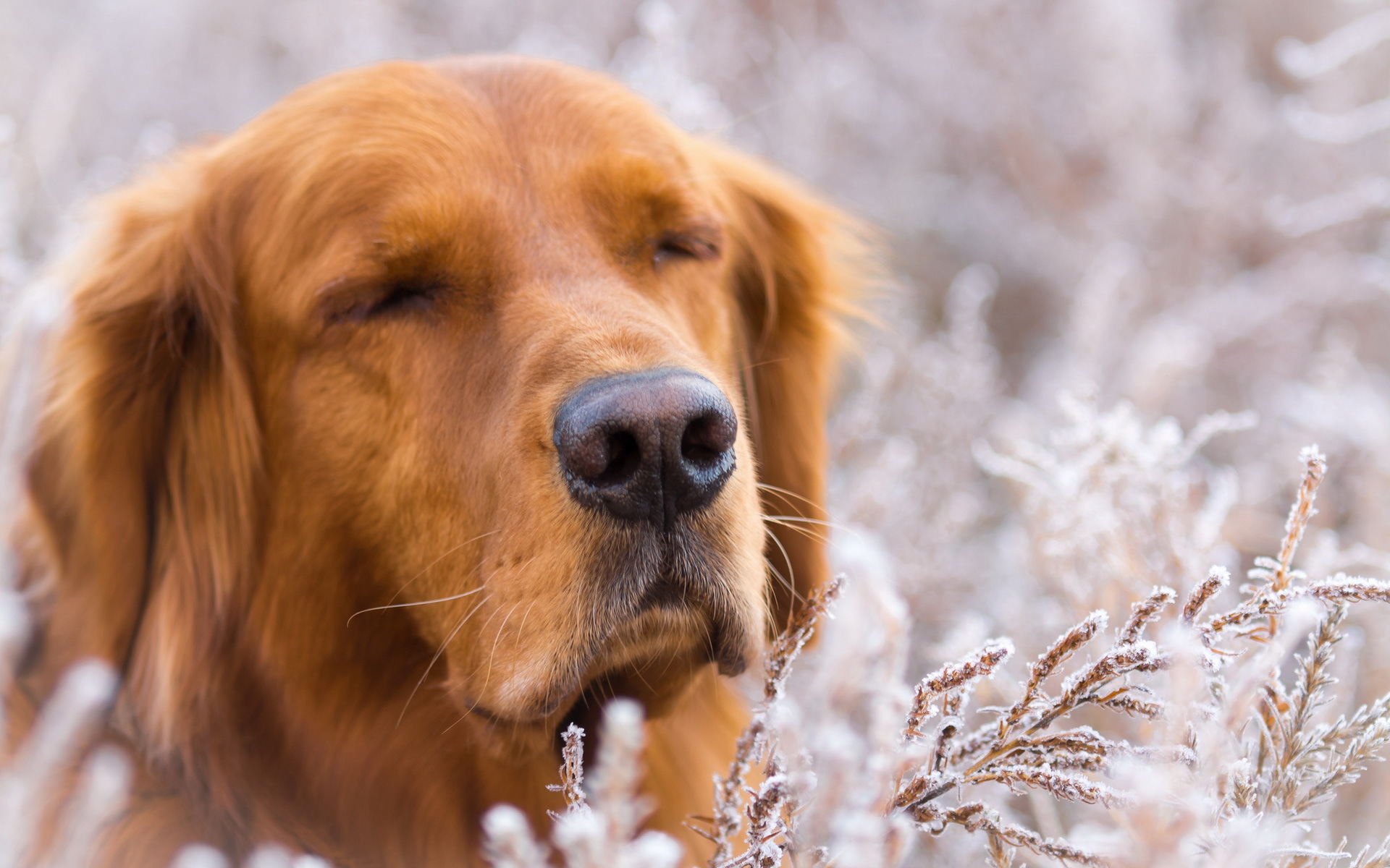 Golden Retriever Full HD Wallpaper and Background Image | 1920x1200