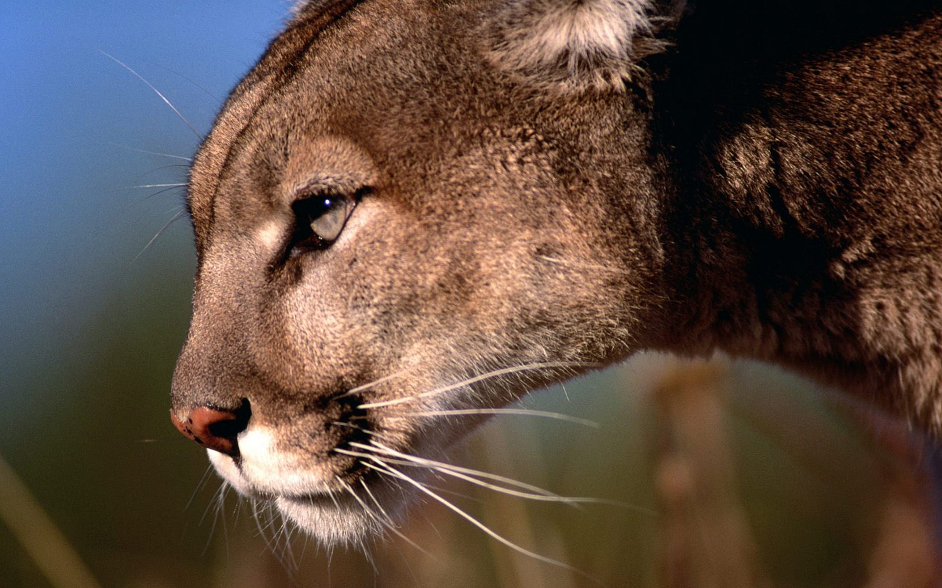 Close-up HD PC desktop wallpaper of a cougar's face, showcasing its focused expression and detailed fur against a blurred natural background.
