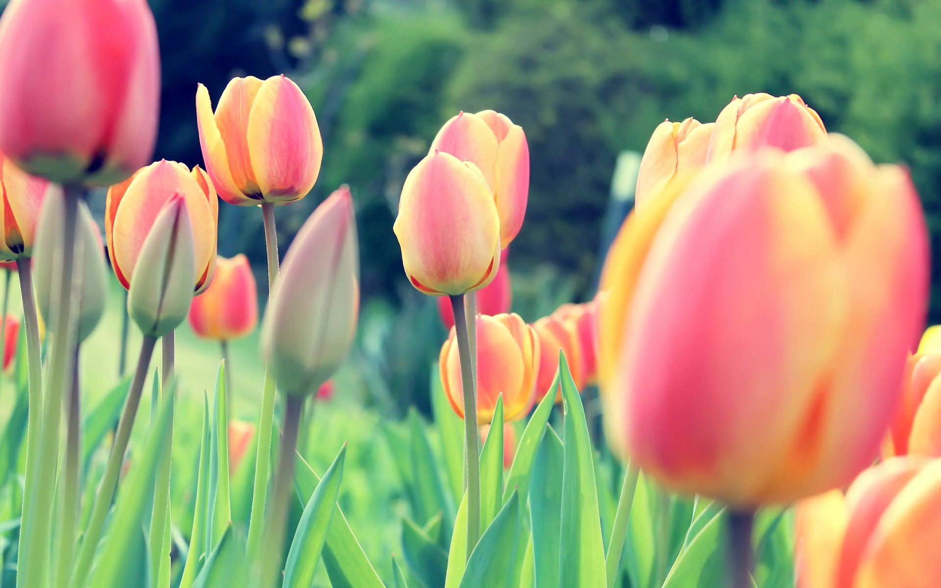 HD PC desktop wallpaper featuring a vibrant close-up of yellow and pink tulips in a lush green garden setting.