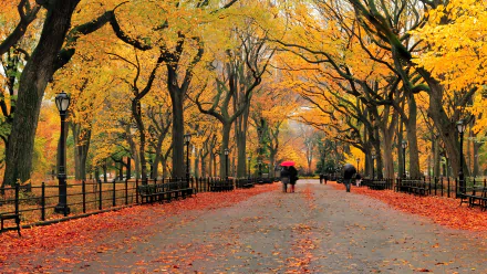 HD photography of a park in autumn. The pathway is lined with tall trees showcasing vibrant orange and yellow leaves, while fallen leaves cover both sides. People with umbrellas walk down the path.