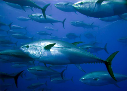 fish Animal tuna HD Desktop Wallpaper | Background Image