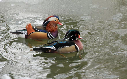  Mandarin Duck &amp; Wood Duck