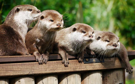 HD desktop wallpaper featuring four otters perched on a wooden fence with a blurred green background.