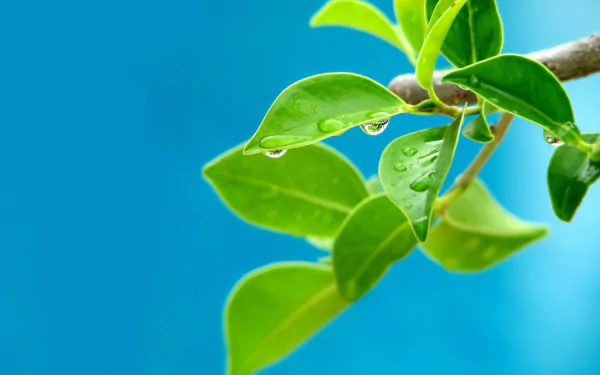 nature branch HD Desktop Wallpaper | Background Image