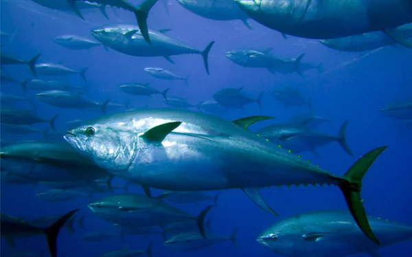 HD PC desktop wallpaper of a large tuna (animal) leading a school of silver fish in deep blue ocean background.