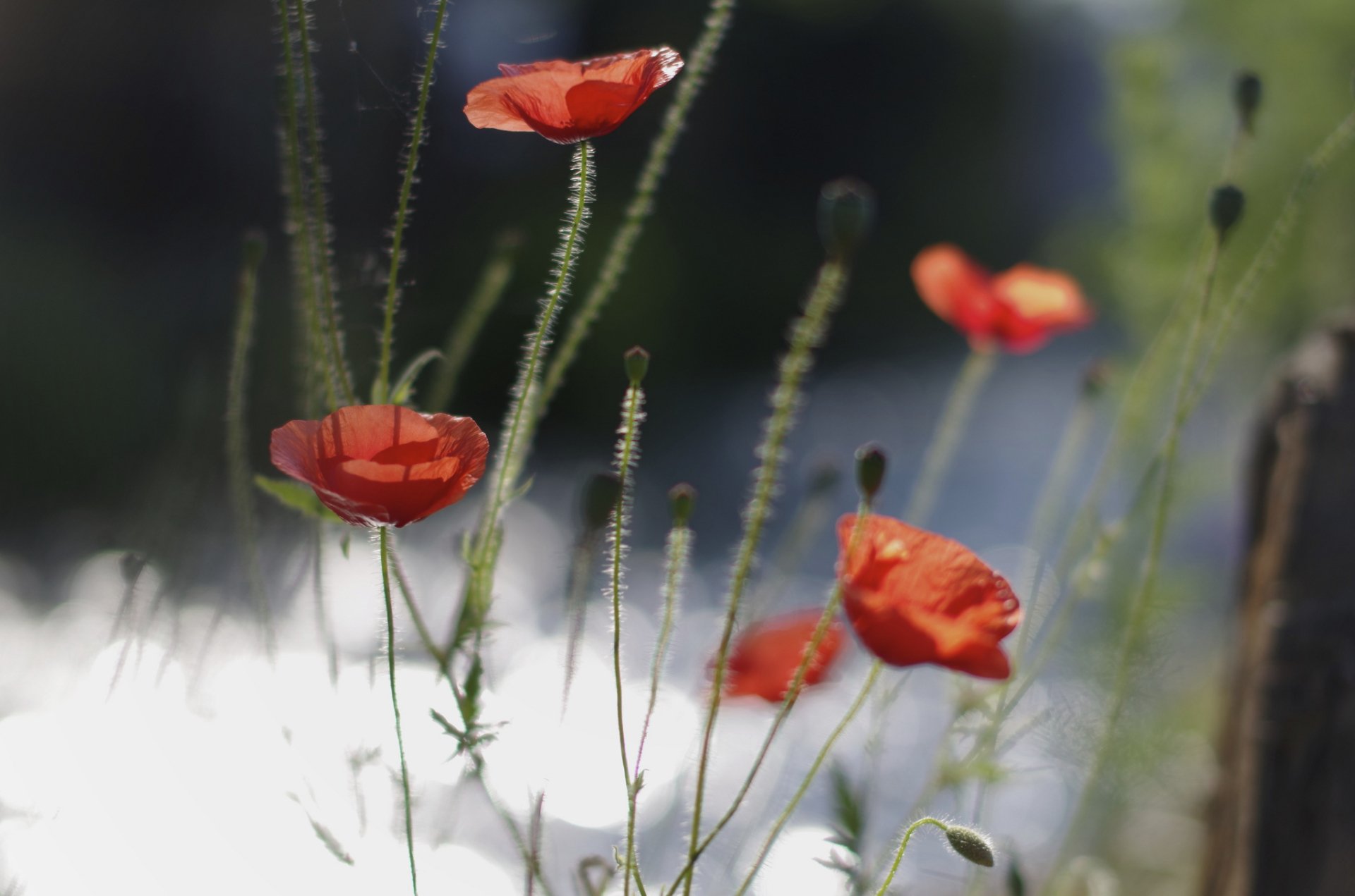 Download Nature Poppy HD Wallpaper