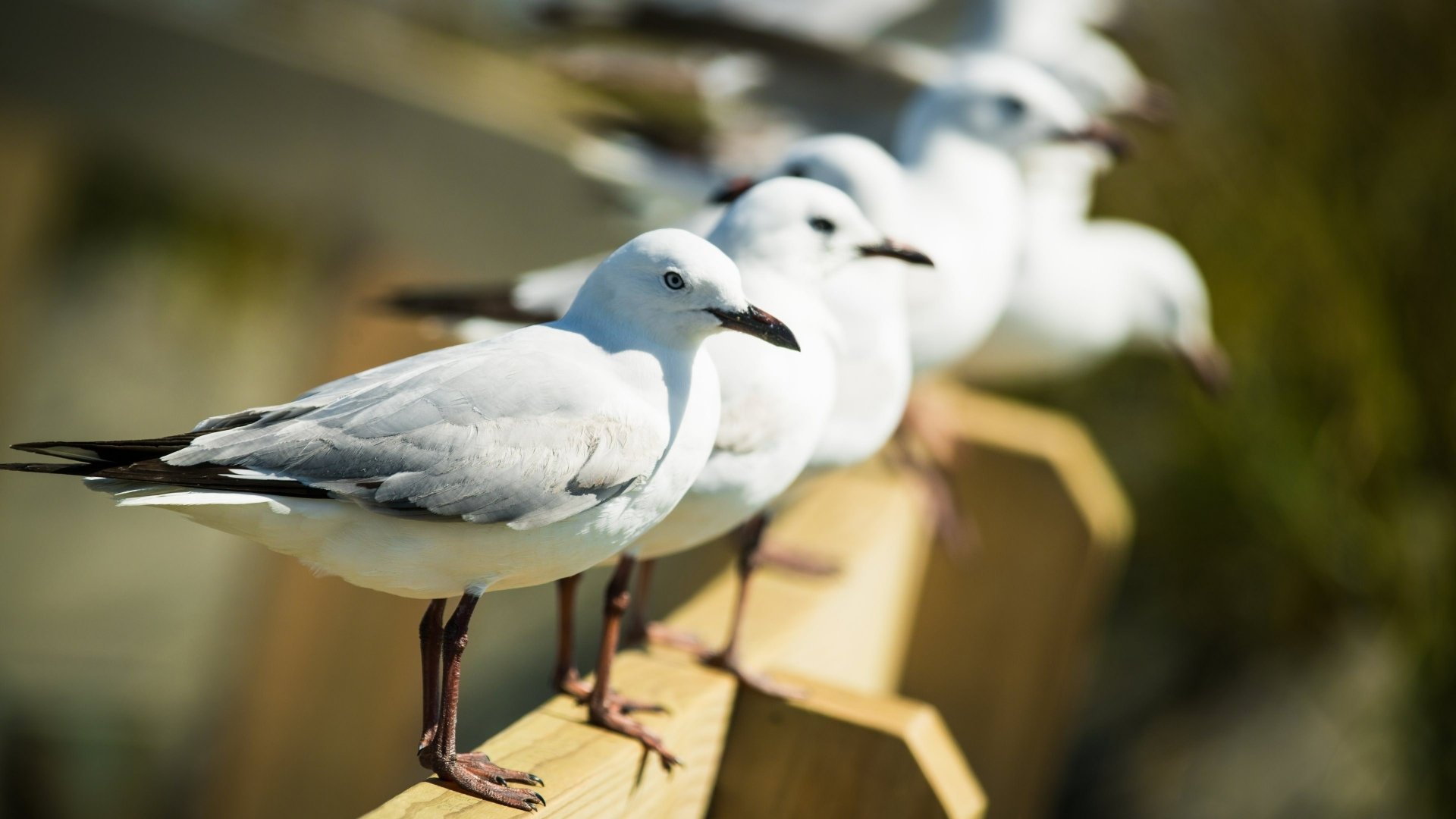 Animal Seagull 4k Ultra Hd Wallpaper