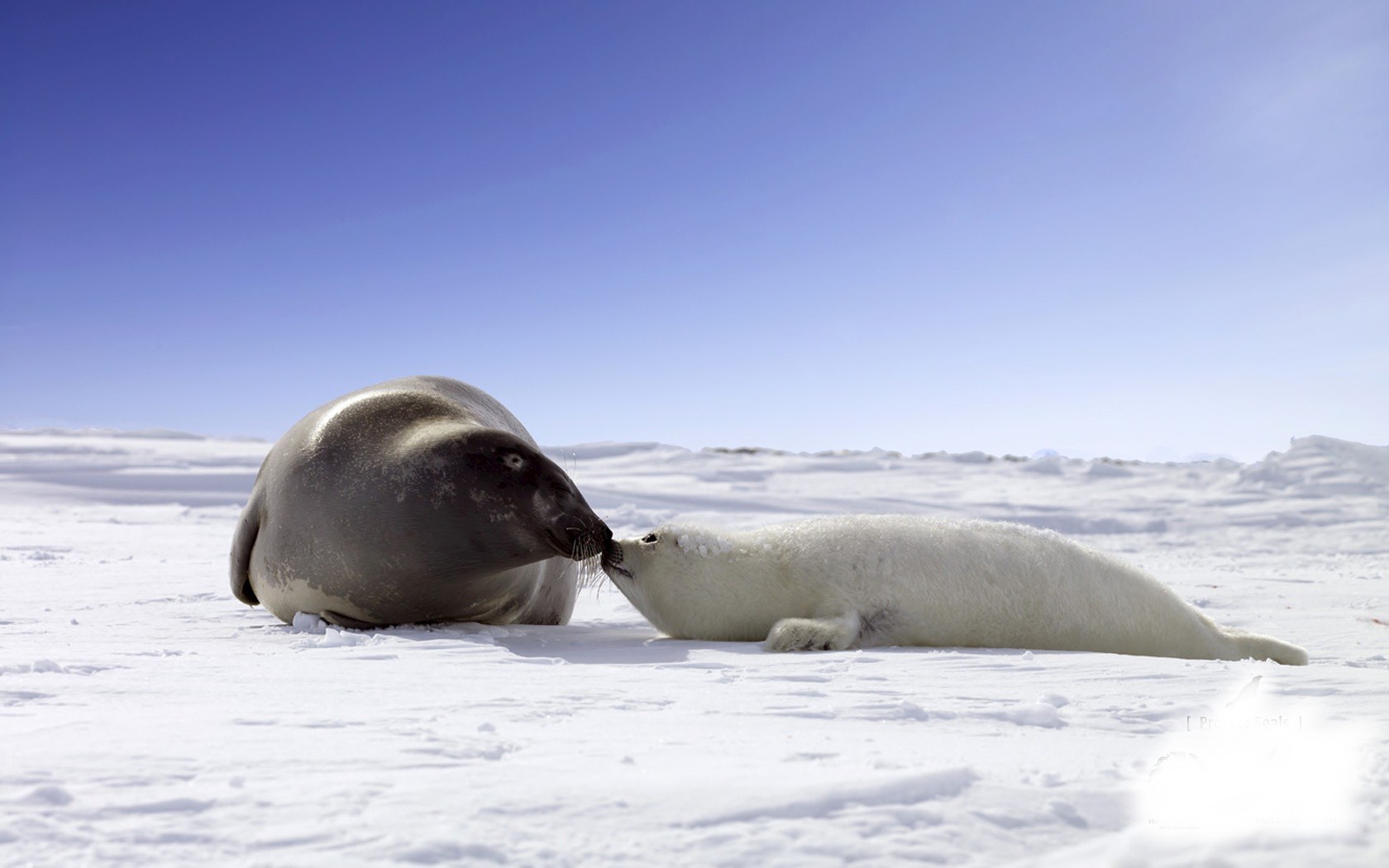 Seal Wallpaper. 