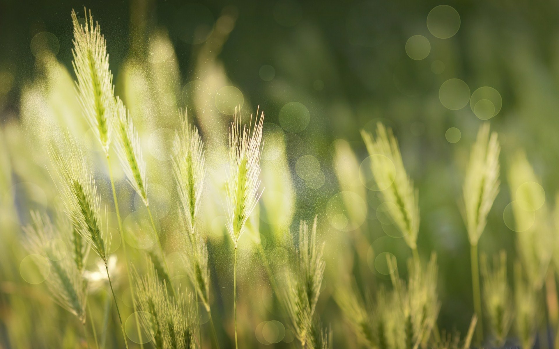 Download Bokeh Rice Nature Wheat HD Wallpaper