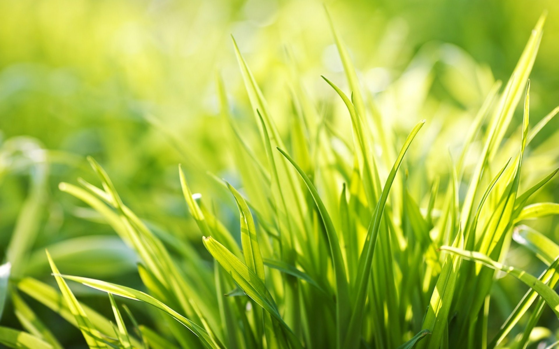 Grass HD Wallpaper | Background Image | 1920x1200