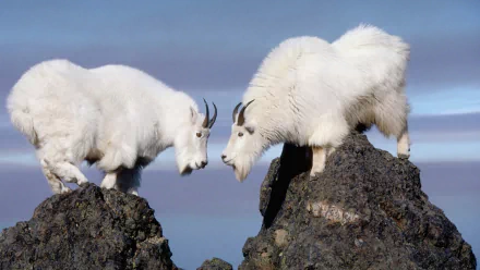 goat Animal mountain goat HD Desktop Wallpaper | Background Image