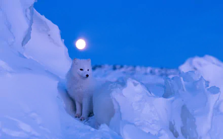 HD desktop wallpaper featuring an arctic fox in a snowy landscape with the full moon illuminating the background.