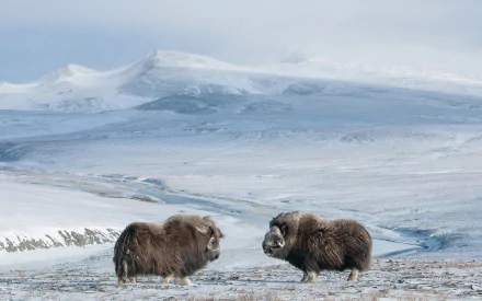 HD PC desktop wallpaper showing two muskoxen standing on snowy tundra with distant snow-covered mountains under a cloudy sky.