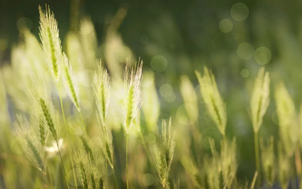 bokeh rice nature wheat HD Desktop Wallpaper | Background Image