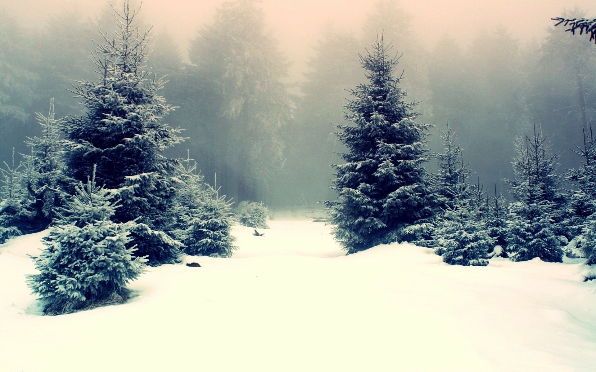 Winter Wonderland: HD Wallpaper of Nature's Serenity | 1920x1200 ...