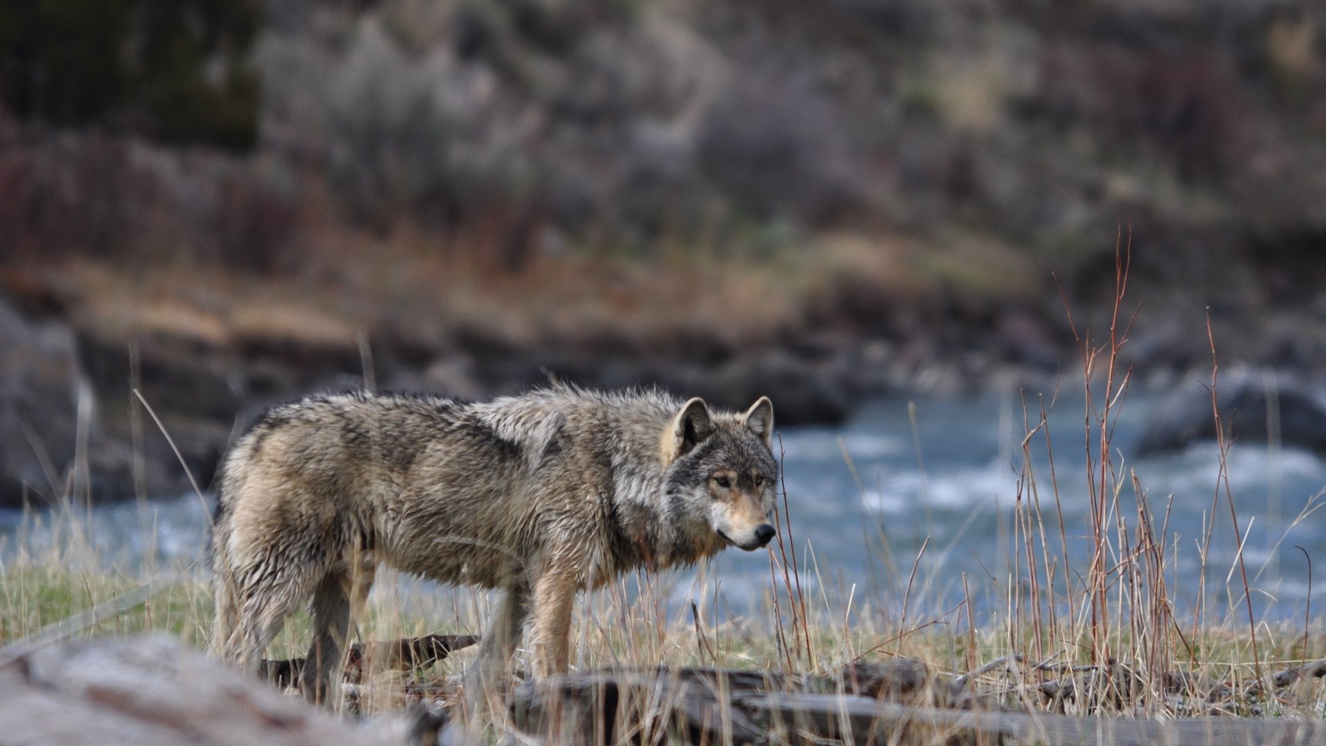 A detailed 4K Ultra HD PC desktop wallpaper showing a wolf standing by a riverbank amid dry grass and rocky terrain.