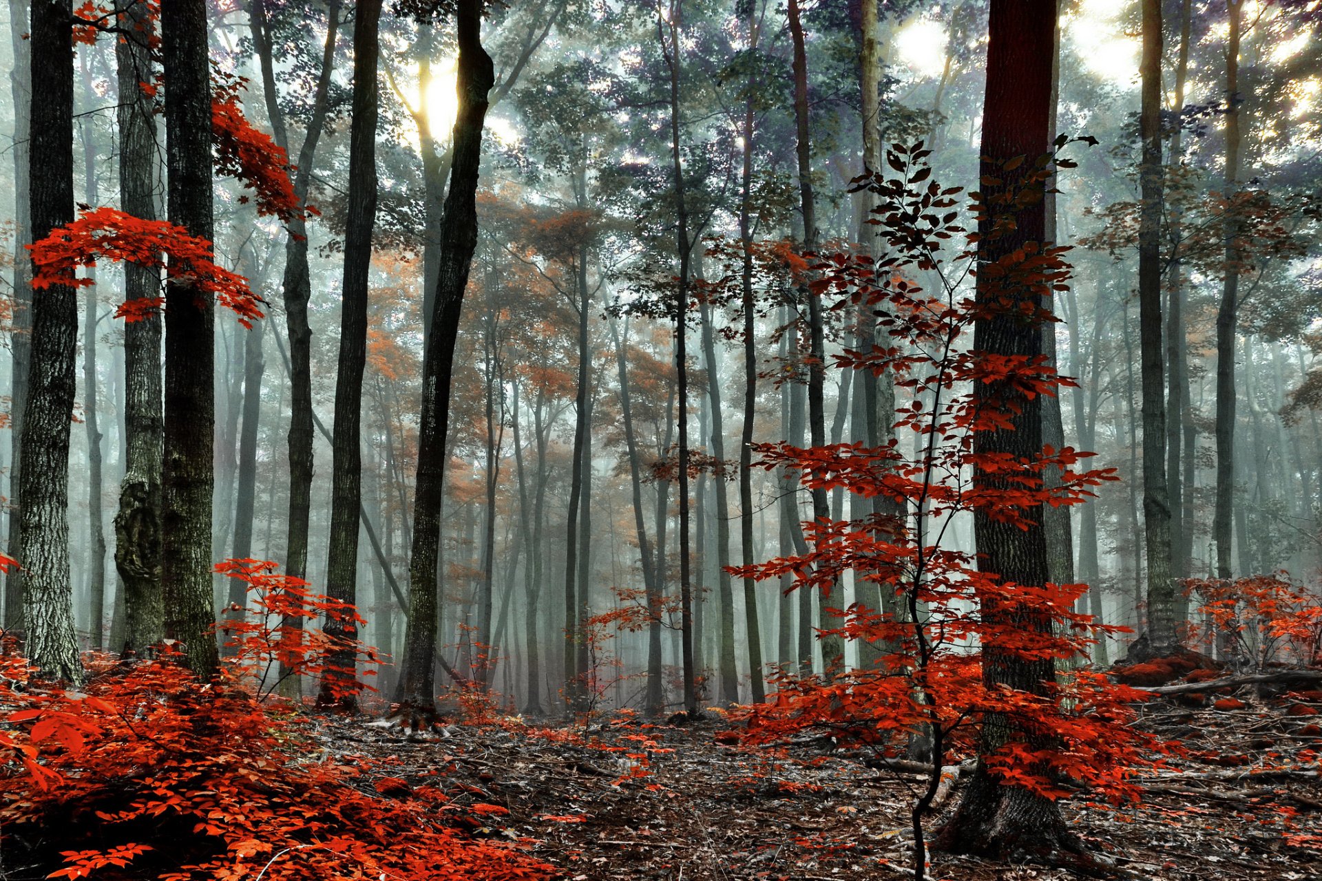 A serene forest scene featuring towering trees and vibrant red foliage, shrouded in mist, creating a striking HD desktop wallpaper and background that captures the beauty of nature.