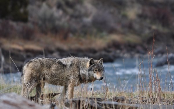Animal Wolf Wolves HD Wallpaper | Background Image