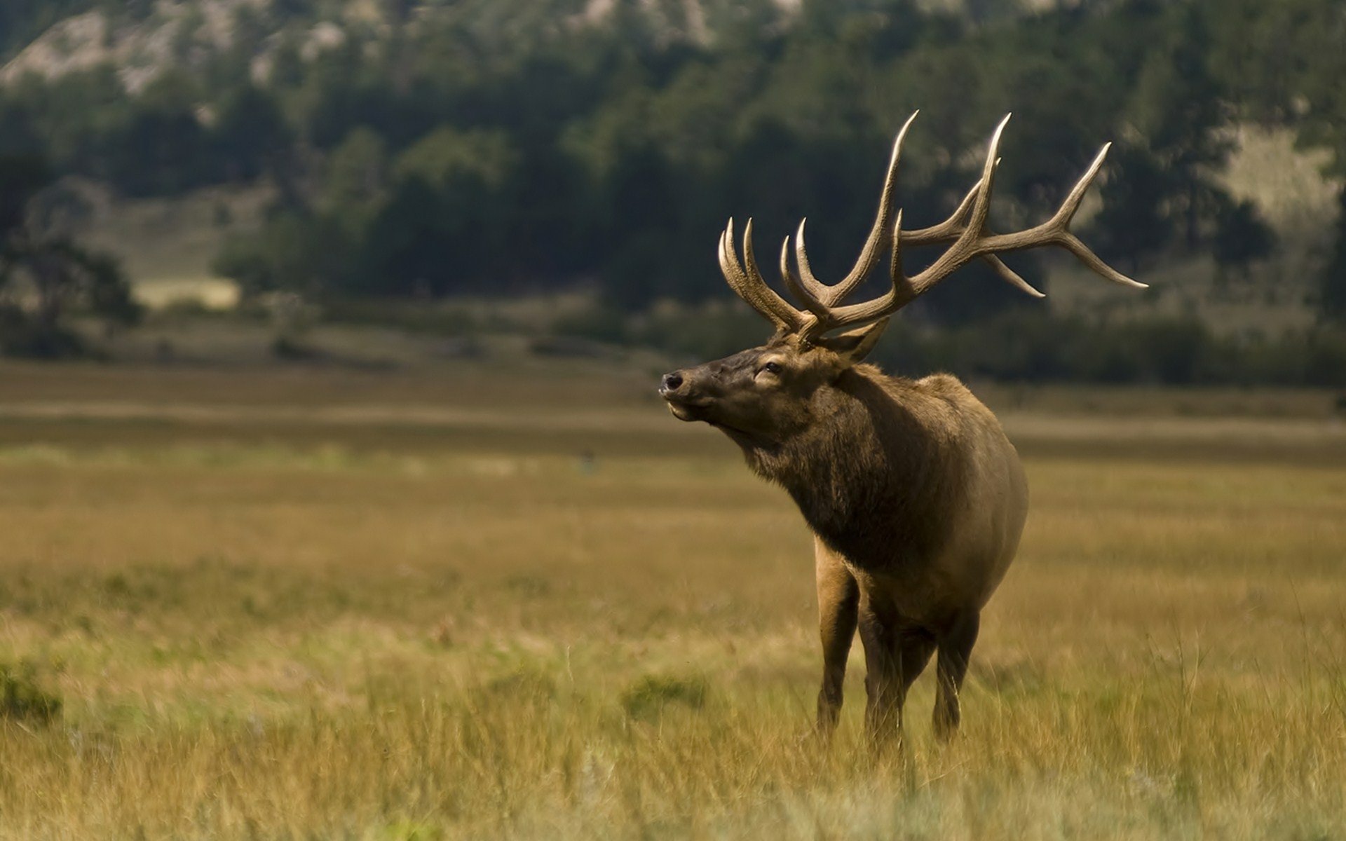 Deer HD Wallpaper | Background Image | 1920x1200 | ID:468307