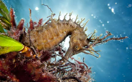 A stunning HD desktop wallpaper featuring a seahorse gracefully swimming among vibrant underwater plants and a shimmering blue background. Perfect backdrop for nature lovers.